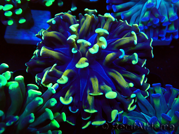 WYSIWYG Euphyllia paraancora (Mariculture acclimaté sous LED) 4C5