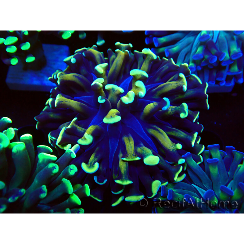 WYSIWYG Euphyllia paraancora (Mariculture acclimaté sous LED) 4C7