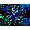WYSIWYG Euphyllia paraancora (Maricultura aclimatada bajo LED) 4C5