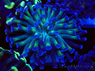 WYSIWYG Euphyllia paraancora (Mariculture acclimaté sous LED) 4D3