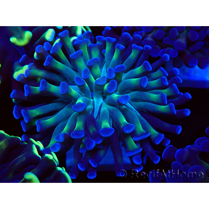 WYSIWYG Euphyllia paraancora (Mariculture acclimated under LED) 4D3