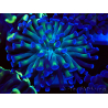 WYSIWYG Euphyllia paraancora (Mariculture acclimaté sous LED) 4D3