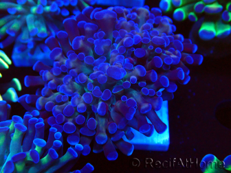WYSIWYG Euphyllia paraancora (Maricoltura acclimatata sotto LED) 4D5
