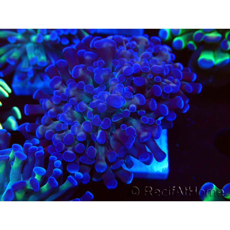 WYSIWYG Euphyllia paraancora (unter LED akklimatisierte Marikultur) 4D5