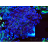 WYSIWYG Euphyllia paraancora (unter LED akklimatisierte Marikultur) 4D5
