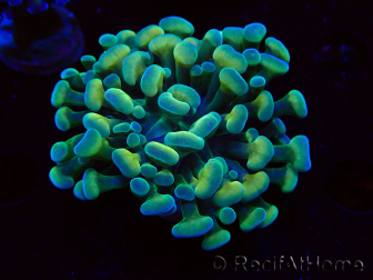 WYSIWYG Euphyllia paraancora Glowstick (Mariculture acclimaté sous LED) 4F6