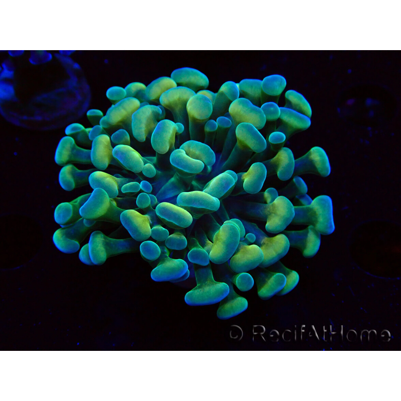 WYSIWYG Euphyllia paraancora (Marikultur unter LED akklimatisiert) 4F6