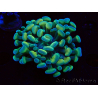 WYSIWYG Euphyllia paraancora (Mariculture acclimated under LED) 4F6