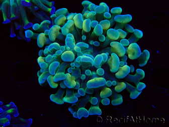 WYSIWYG Euphyllia paraancora (Mariculture acclimaté sous LED) 4F6