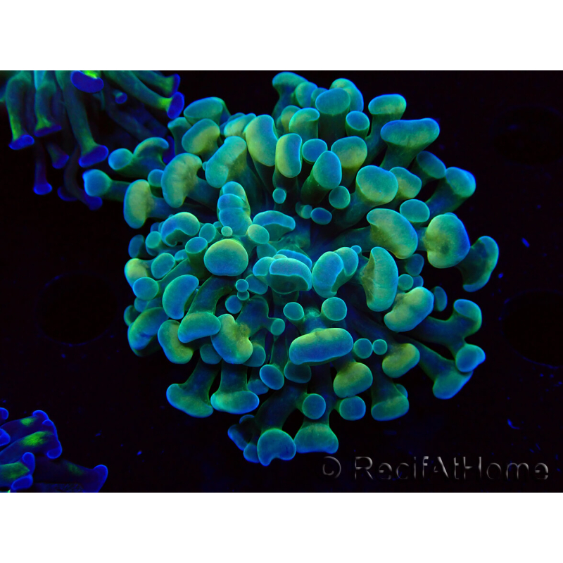 WYSIWYG Euphyllia paraancora (Mariculture acclimated under LED) 4F6