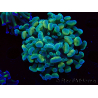 WYSIWYG Euphyllia paraancora (Mariculture acclimaté sous LED) 4F7