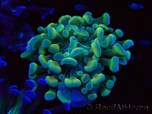 WYSIWYG Euphyllia paraancora (Mariculture acclimated under LED) 4F5