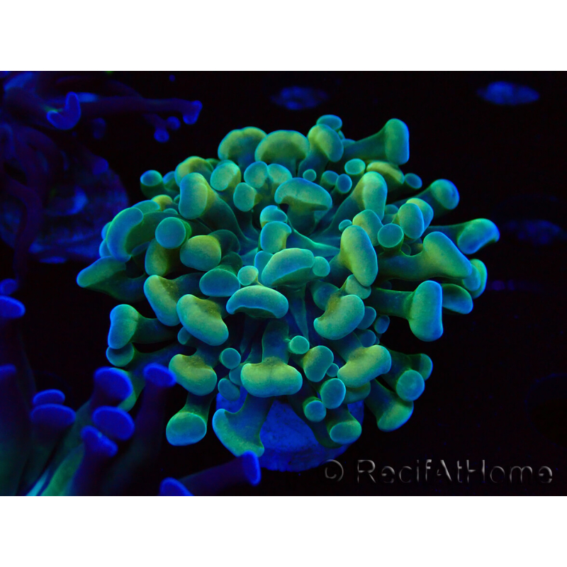 WYSIWYG Euphyllia paraancora (Mariculture acclimaté sous LED) 4F5