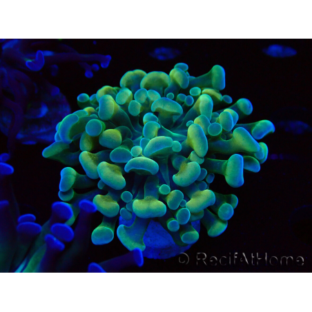 WYSIWYG Euphyllia paraancora (Maricoltura acclimatata sotto LED) 4F5