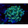WYSIWYG Euphyllia paraancora (Mariculture acclimaté sous LED) 4F5