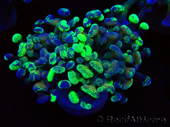 WYSIWYG Euphyllia paraancora (Mariculture acclimaté sous LED) 4E5