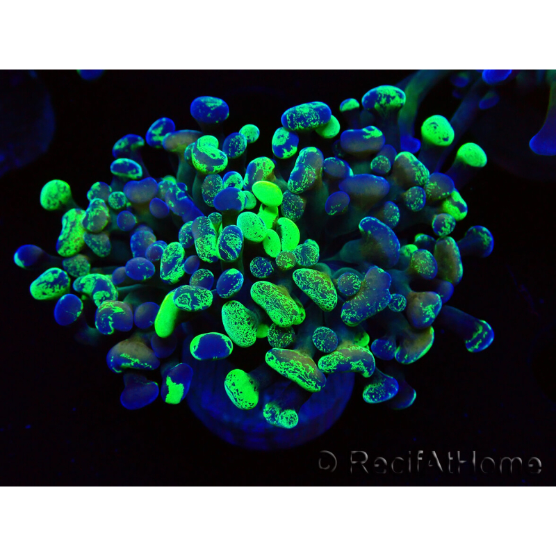WYSIWYG Euphyllia paraancora (Mariculture acclimaté sous LED) 4E5