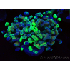 WYSIWYG Euphyllia paraancora (Mariculture acclimated under LED) 4E5