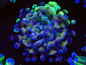 WYSIWYG Euphyllia paraancora (Mariculture acclimated under LED) 4E6