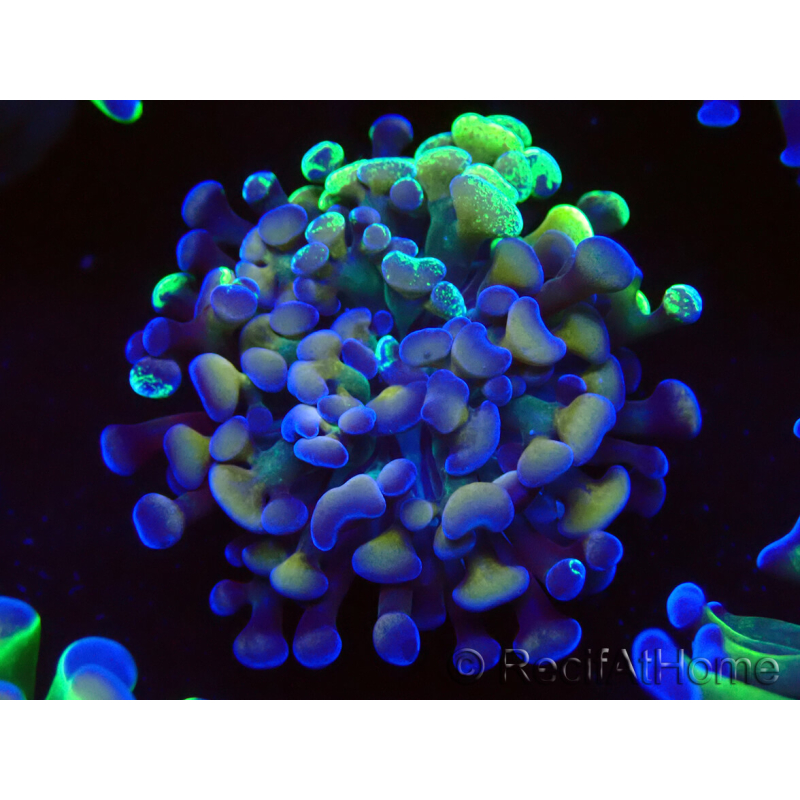 WYSIWYG Euphyllia paraancora (Mariculture acclimated under LED) 4E6