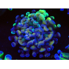 WYSIWYG Euphyllia paraancora (Acclimatato da maricoltura sotto LED) 4E6
