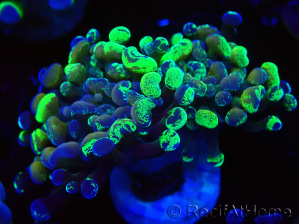 WYSIWYG Euphyllia paraancora (Mariculture acclimaté sous LED) 4E5