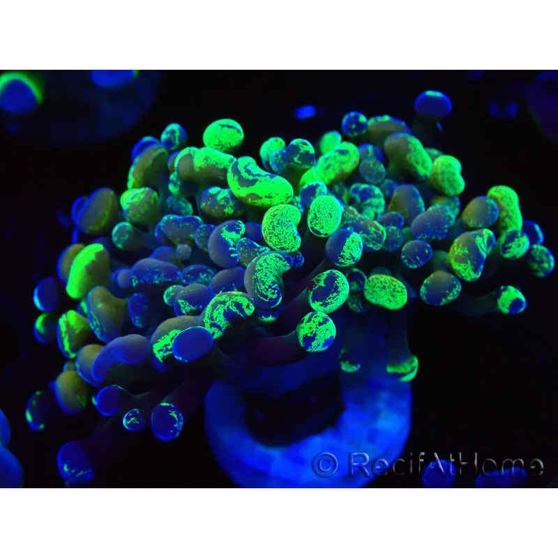 WYSIWYG Euphyllia paraancora (Mariculture acclimated under LED) 4E5