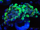 WYSIWYG Euphyllia paraancora (Mariculture acclimaté sous LED) 4E5