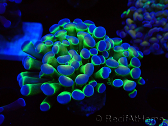 WYSIWYG Euphyllia paraancora (Mariculture acclimaté sous LED) 4E3