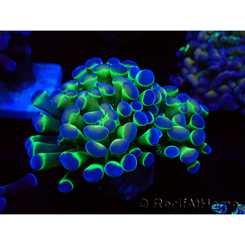WYSIWYG Euphyllia paraancora (Maricultura aclimatada bajo LED) 4E3