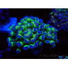 WYSIWYG Euphyllia paraancora (Maricoltura acclimatata sotto LED) 4E3