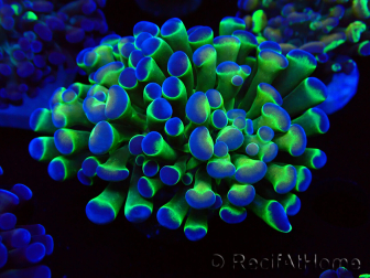 WYSIWYG Euphyllia paraancora (Mariculture acclimated under LED) 4E2