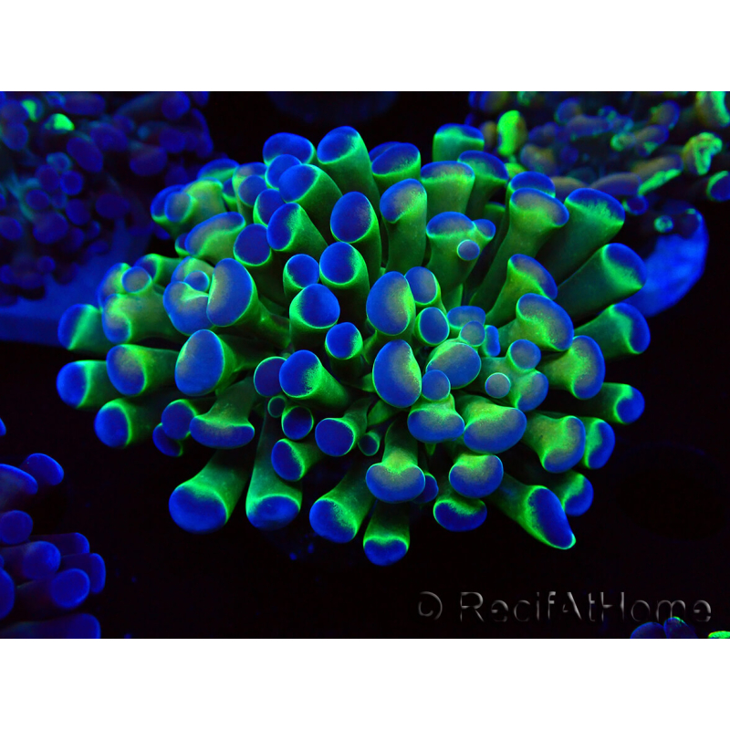WYSIWYG Euphyllia paraancora (Maricultura aclimatada bajo LED) 4E2