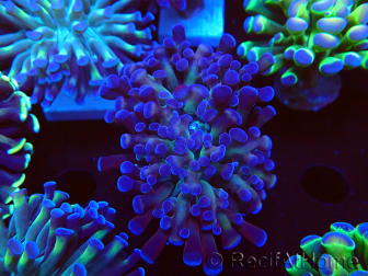 WYSIWYG Euphyllia paraancora (Mariculture acclimaté sous LED) 4D7