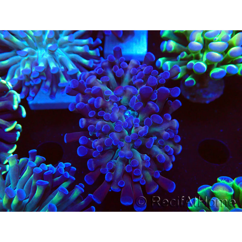 WYSIWYG Euphyllia paraancora (Mariculture acclimaté sous LED) 4D7