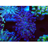 WYSIWYG Euphyllia paraancora (Mariculture acclimaté sous LED) 4D7