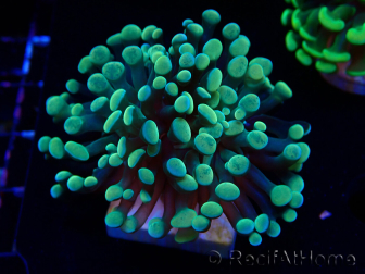 WYSIWYG Euphyllia paraancora (Maricultura aclimatada bajo LED) 4A2