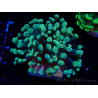WYSIWYG Euphyllia paraancora (Maricultura aclimatada bajo LED) 4A2