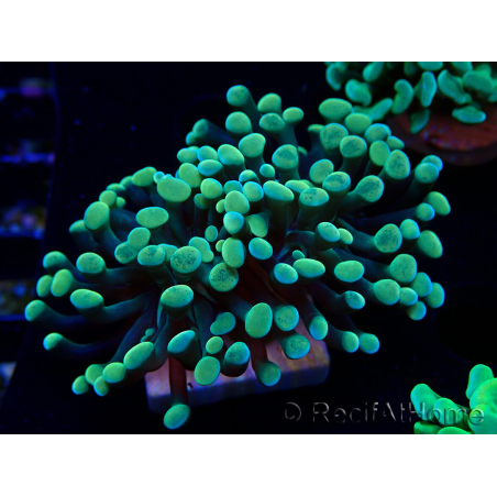 WYSIWYG Euphyllia paraancora (Maricultured acclimated under LED) 4A3