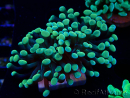WYSIWYG Euphyllia paraancora (Maricultura aclimatada bajo LED) 4A3