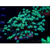 WYSIWYG Euphyllia paraancora (Marikultur unter LED akklimatisiert) 4A3