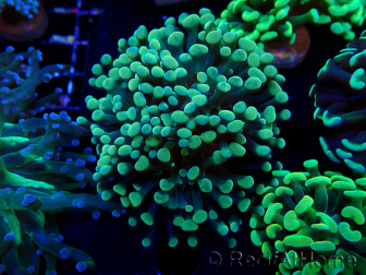 WYSIWYG Euphyllia paraancora (Maricultura aclimatada bajo LED) 4A4
