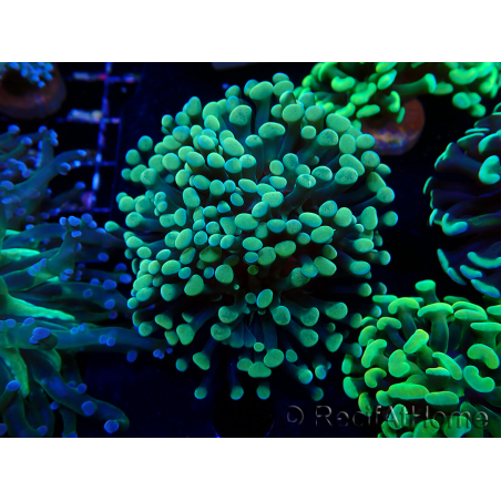 WYSIWYG Euphyllia paraancora (Maricultura acclimatata sotto LED) 4A4