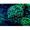 WYSIWYG Euphyllia paraancora (Mariculture acclimaté sous LED) 4A4