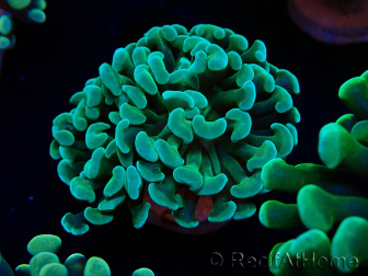WYSIWYG Euphyllia paraancora (Maricoltura acclimatata sotto LED) 4A6