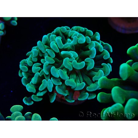 WYSIWYG Euphyllia paraancora (Mariculture acclimaté sous LED) 4A6