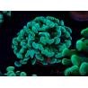 WYSIWYG Euphyllia paraancora (Maricultura aclimatada bajo LED) 4A6
