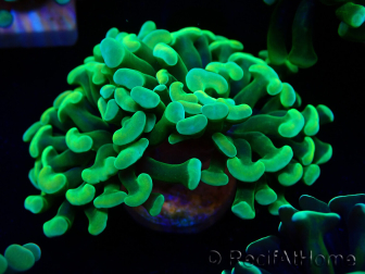 WYSIWYG Euphyllia paraancora (Mariculture acclimated under LED) 4A5