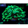 WYSIWYG Euphyllia paraancora (Mariculture acclimaté sous LED) 4A7