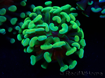 WYSIWYG Euphyllia paraancora (Maricultura aclimatada bajo LED) 4A6